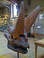 Skull of Arsinoitherium