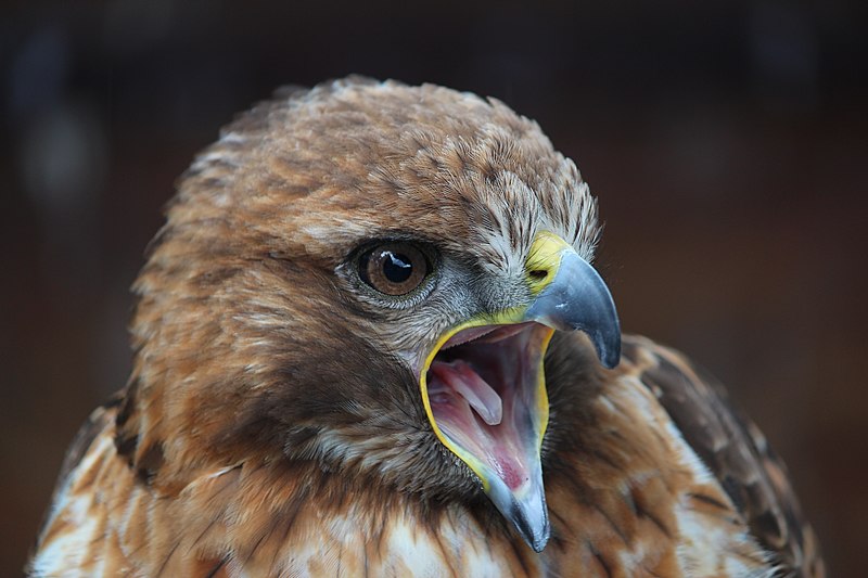 File:Buteo Jamaicensis.JPG