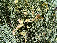 Cytisus oromediterraneus