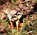 Basidiocarps of Craterellus tubaeformis, a cantharelloid fungus.