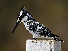 Ceryle rudis (male).jpg