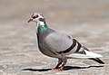 Columba livia