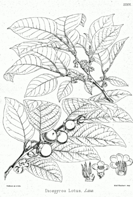 Diospyros lotus Bra36.png