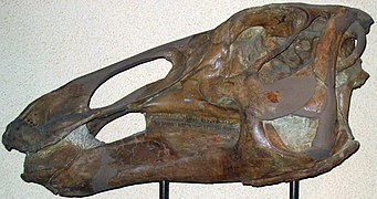 Edmontosaurus annectens.jpg