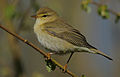 Phylloscopus trochilus (Phylloscopidae)