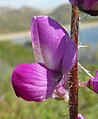 Květ lupiny Lupinus hirsutissimus