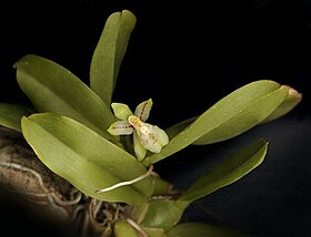 Leochilus scriptus