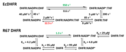 Reaction Kinetics comparison between E. coli DHFR (EcDHFR) and R67 DHFR