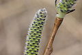 female catkins