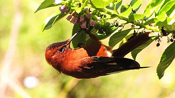 Juan Fernández firecrown