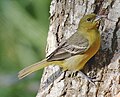 Female - South Padre Island, Texas