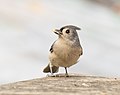 Image 46Tufted titmouse with a seed in Prospect Park