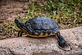 * Nomination: Turtle in São Paulo Zoo --Wilfredor 14:16, 1 September 2014 (UTC) * Review Missing identification. --A.Savin 14:56, 2 September 2014 (UTC)