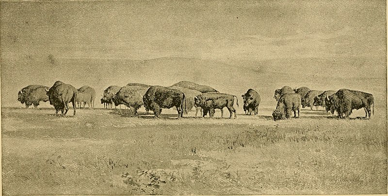 File:The big game of North America. Its habits, habitats, haunts, and characteristics; how, when, and where to hunt it (1890) (14569234687).jpg