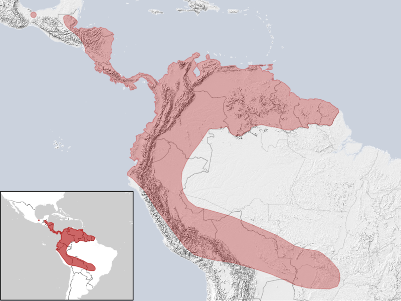 File:Vampyrum spectrum distribution (gray).png