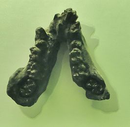 Oreopithecidae