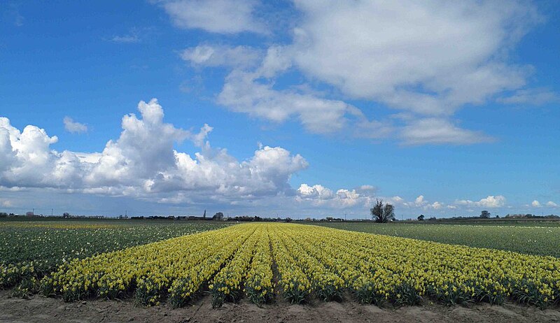 File:A host of golden daffodils - geograph.org.uk - 3444616.jpg