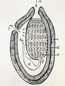 Esquema anatómico de Ascidia