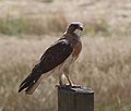 Buteo swainsoni