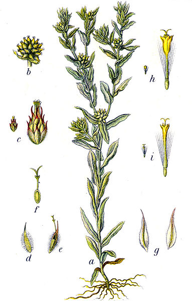 File:Filago vulgaris Sturm20.jpg