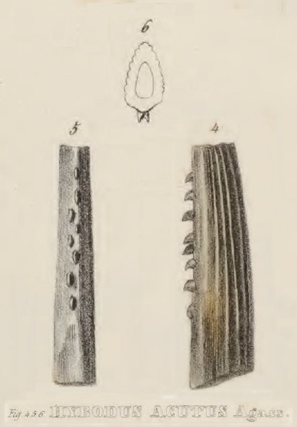 File:Hybodus acutus Agassiz, 1837.jpg