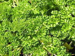 Julivert (Petroselinum crispum)