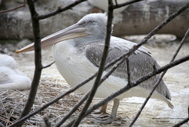 File:Krauskopfpelikan Pelecanus crispus Tiergarten Schönbrunn Wien 2014 e.jpg