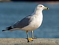 Image 66Ring-billed gull in Red Hook, Brooklyn