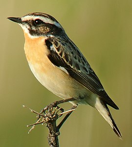 Mărăcinarul mare (Saxicola rubetra) are o sprânceană albicioasă distinctă.