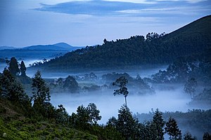 Morgendlicher Nebel im Nyungwe-Nationalpark