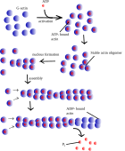 Thin filament formation