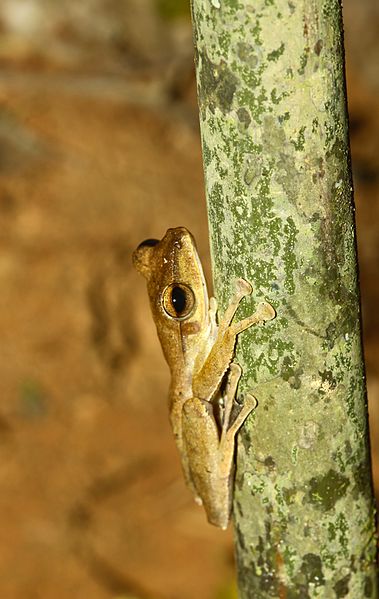 File:Malayan Slender Tree Frog (Polypedates discantus) (Photo by Xavier MALLERET) - Flickr - berniedup (1).jpg