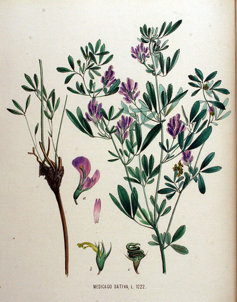 File:Medicago sativa — Flora Batava — Volume v16.jpg