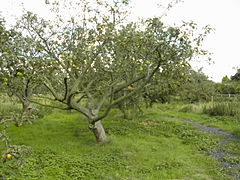 Заједнички воћњак јабука првобитно засађен за продуктивну употребу током 1920-их у Вестклифу на мору (Есекс, Енглеска)