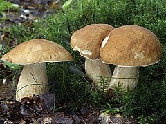 Le Cèpe d'été (Boletus reticulatus)