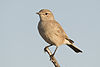 Chat flycatcher