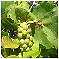 Green fruit