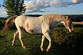 English: A chestnut varnish roan sabino tobiano (presumably)