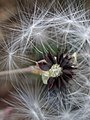 Lactuca tuberosa; fruits