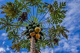 Yellow and green papayas on tree