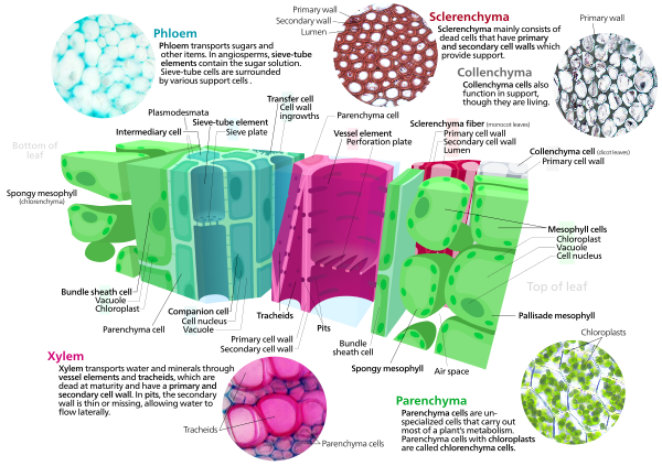 Cross section of a leaf showing parts of a vascular bundle