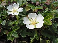 Potentilla montana