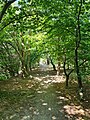 Tree-covered walkway behind the observatory. February 2023