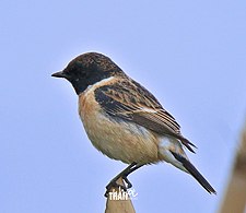 Siberian stonechat