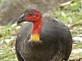 Australian brush turkey