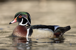 Thumbnail for Wood duck