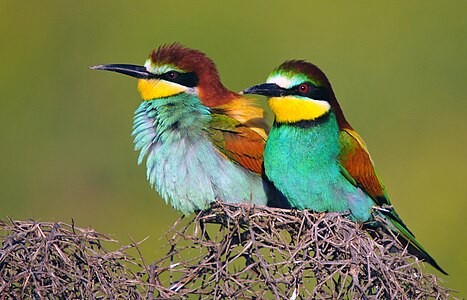 La prigorie (Merops apiaster) peste ochi trece o dungă oculară lată neagră