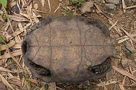 Manouria-emys-kaeng-krachan-national-park-under-640x426.jpg