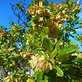 Plants and Bushes