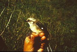 Atlapetes pallidiceps -NBII Image Gallery-a00258.jpg